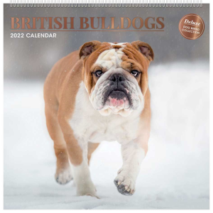 2022 British Bulldogs Caendar Dog Breed Full Year Wall Deluxe Planer